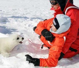 Are Observers Still Necessary For The Seal Hunt?